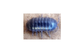 Pillbugs / Sow Bugs